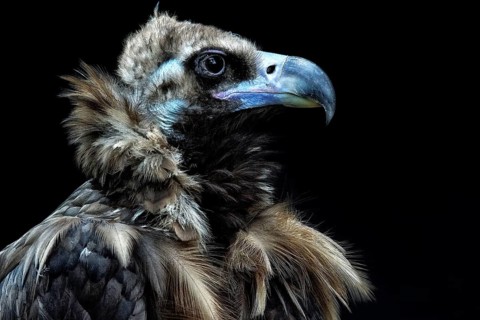 Animals, Birds, Vulture, Portrait, Black vulture, (Vulture monachus)