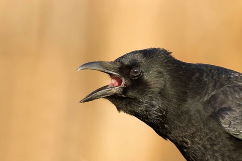 Carrion Crow (Corvus corone) calling, Utrecht, Netherlands