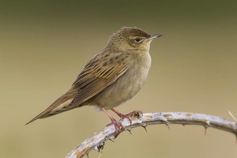 Common Grasshopper Warbler (Locustella naevia), Cheshire, United Kingdom