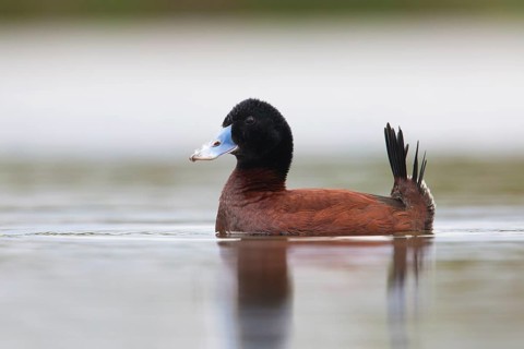 Blue-billed Duck (Oxyura australis) male displaying, Victoria, Australia