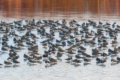 Northern Lapwing (Vanellus vanellus) huge flock, Netherlands
