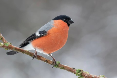 Eurasian Bullfinch (Pyrrhula pyrrhula) male perched on a branch, Lower Saxony, Germany
