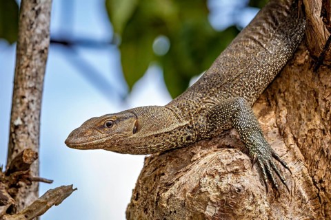 A lizard climbs on a tree trunk surrounded by natural surroundings, Bengal monitor lizard near