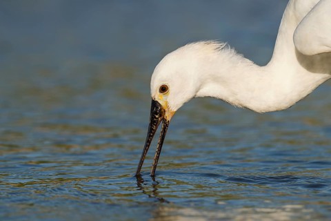 Eurasian Spoonbill (Platalea leucorodia) foraging, Eilat, Israel