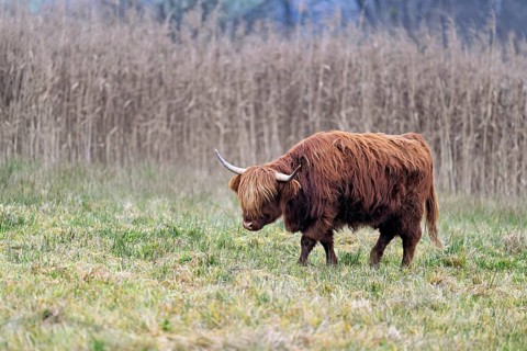 Highland cattle (Bos taurus), adult animal standing in a meadow, Reussspitz nature reserve,