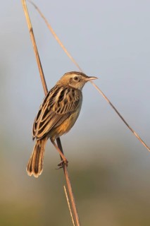 Zitting Cisticola (Cisticola juncidis), Darjeeling, India