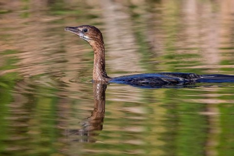 Animals, birds, Pygmy Cormorant, (Phalacrocorax pygmeus), biotope, habitat, swims in water,