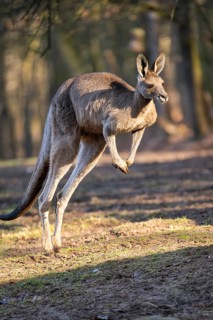 Eastern Gray Kangaroo (Macropus giganteus) jumping on a meadow, captive, occurance Australia,