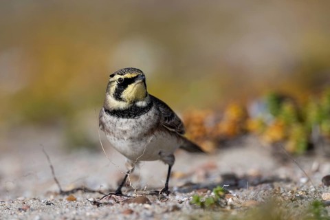 Horned Lark (Eremophila alpestris), Schleswig-Holstein, Germany