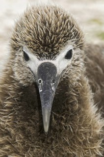 Black-footed Albatross (Phoebastria nigripes), Hawaii, USA