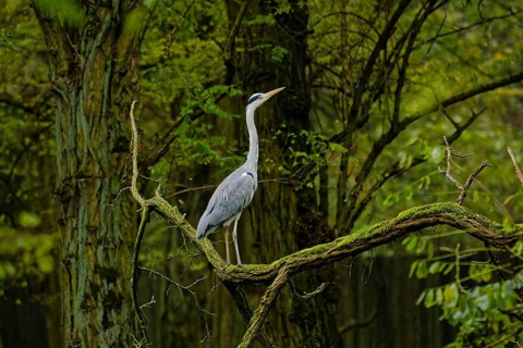 Grey heron (Ardea cinerea) standing on moss-covered tree branch in dense green woodland, long neck