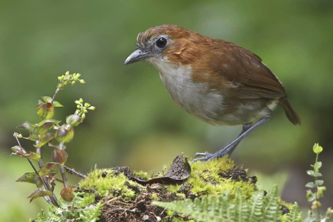 White-bellied Antpitta (Grallaria hypoleuca), Ecuador