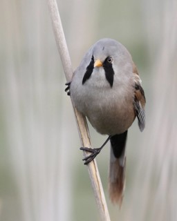 Bearded Reedling (Panurus biarmicus) male, Mecklenburg-Western, Pomerania, Germany