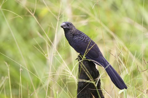 Smooth-billed Ani Crotophaga ani Gulfito, Costa Rica 6 November Adult CUCULIDAE