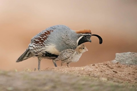 Gambel's Quail (Callipepla gambelii) male on ground with a chick, Arizona, USA
