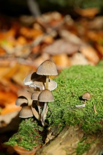 Mica tintling, common mica tintling (Coprinellus micaceus), on mossy forest soil, Seck, Westerwald,
