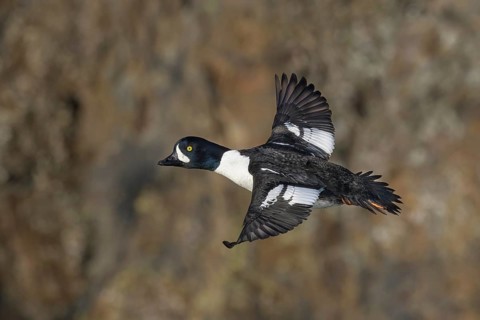 Barrow's Goldeneye (Bucephala islandica) male flying, Alaska, USA