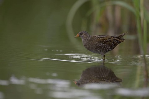 Spotted Crake (Porzana porzana), Saxony, Germany