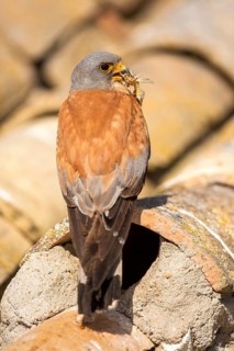 Lesser Kestrel (Falco naumanni) male on a roof, Castile-La Mancha, Spain