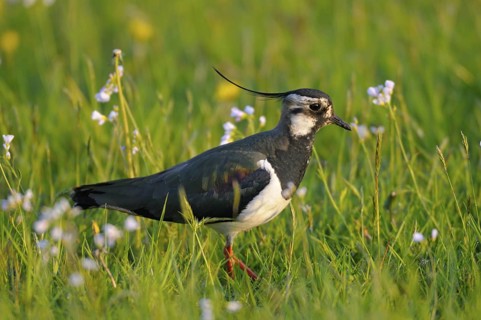 Kiebitz (Vanellus vanellus), Lapwing, im Prachtkleid, morgens, mit Wiesen-Schaumkraut, April, NSG