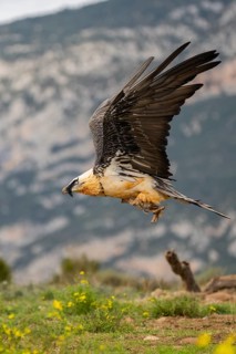 Bearded Vulture (Gypaetus barbatus) adult bird in flight with mountains in the backround, Pyrenees,