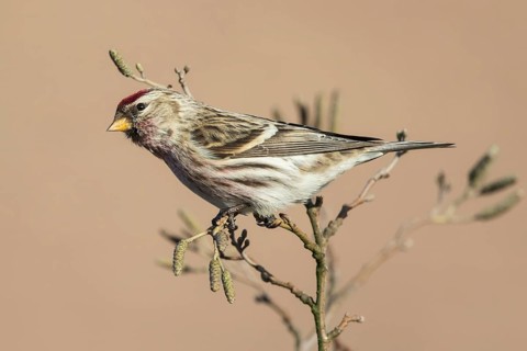 Common Redpoll (Acanthis flammea) male perched on a branch, Netherlands