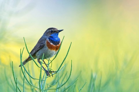 Bluethroat, (Luscinia svecica), Luscinia svecicus, animals, birds, songbirds, flycatcher family,