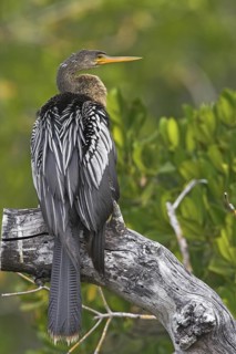Anhinga (Anhinga anhinga), Florida, USA
