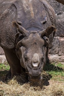 Armoured rhinoceros (Rhinoceros unicornis), Nuremberg Zoo, Middle Franconia, Bavaria, Germany