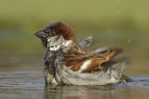 House Sparrow (Passer domesticus) male bathing, Germany