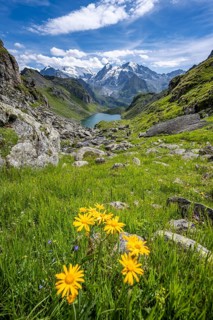 Flowers and view of mountain lake Lac du Louvie and glaciated mountain peaks of the Grand Combine,