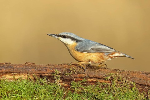 Nuthatch (Sitta europaea), sitting on a tree root covered with moss, Wilnsdorf, North