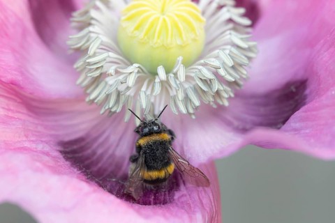 Buff tailed bumblebee (Bombus terrestris) adult bee insect on a garden poppy flower in summer,