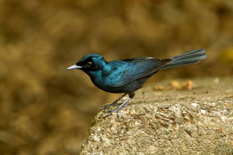 Shining Flycatcher (Myiagra alecto melvillensis) male, Northern Territory, Australia