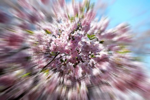 Japanese Cherry, Oriental Cherry, Japanese Cherry Tree, Japanese Blossom Cherry Tree (Prunus