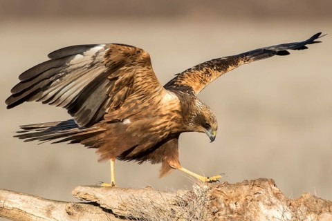 Western Marsh Harrier (Circus aeruginosus) male perched on a stump, Castile-La Mancha, Spain