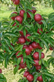 Columnar apple (Malus domestica 'Sunlight'), State Research Centre for Agriculture and Fisheries,