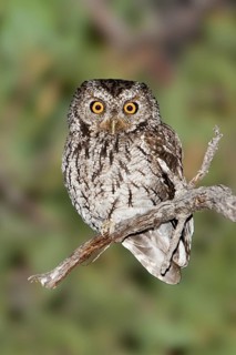 Whiskered Screech Owl (Megascops trichopsis), Arizona, USA