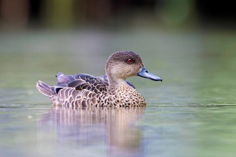 Chestnut Teal (Anas castanea) female, Victoria, Australia