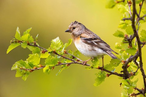 Bergfink, Brambling, Fringilla montifringilla, Pinson du Nord, Pinzón Real