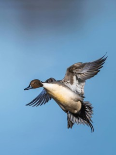 Northern Pintail, Anas acuta, male in flight over winter marshes