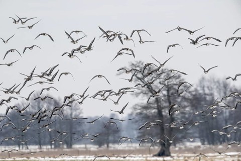 White-fronted geese (Anser albifrons), Lower Saxony, Germany