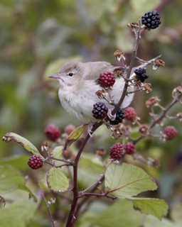Garden Warbler (Sylvia borin), Schleswig-Holstein, Germany
