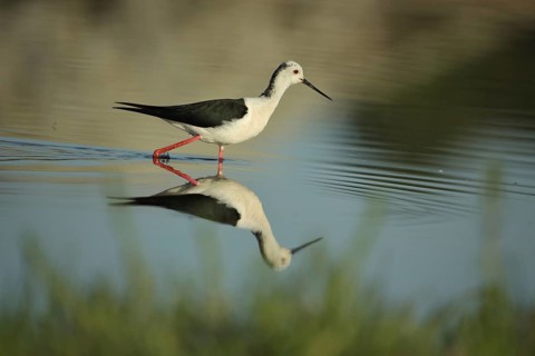 Male black-winged Black-winged Stilt (Himantopus himantopus) foraging in the water, reflection, Los