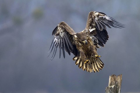 White-tailed Eagle (Haliaeetus albicilla) juvenile flying, Kutno, Poland