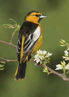 Bullock's Oriole (Icterus bullockii), Canada