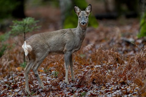 Unfortunately, I am not yet completely camouflaged at this point, the doe (Capreolus capreolus)