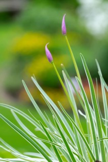 Tulbaghia violacea, Cape lily, wild garlic, spicy leaves that leave no garlic scent, natural