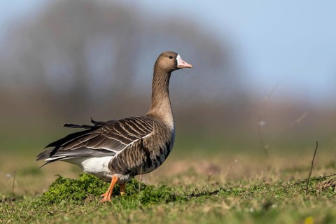Greater White-fronted Goose (Anser albifrons), North Rhine-Westphalia, Germany