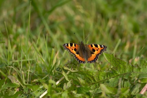 Small tortoiseshell butterfly (Aglais urticae) adult insect resting on grassland in summer,